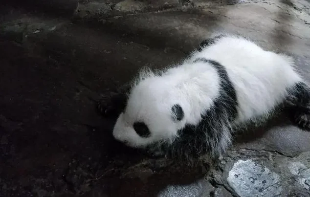 “莽仔”第三胎满月！重庆动物园已有22只大熊猫，花名册来了→