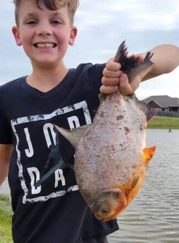 男孩在池塘边钓上怪鱼，长着类似人类的牙齿