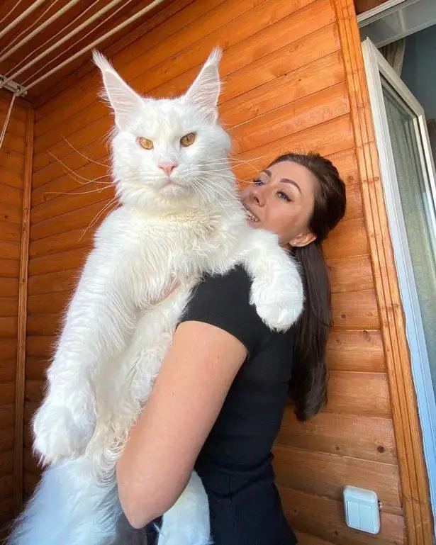 世界上最大的猫又长高了，可以自己开门