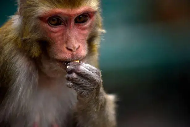醉酒的猴子三个月内袭击4000人，动物学家担忧