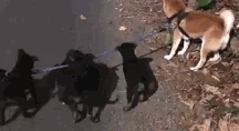 柴犬散步途中，被一群小黑狗围攻，结果它的反应笑喷了……