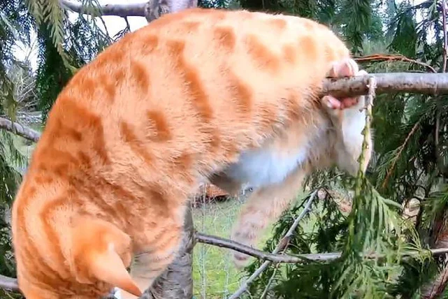 男子爬树救橘猫，结果回头一看还挂着一只猫