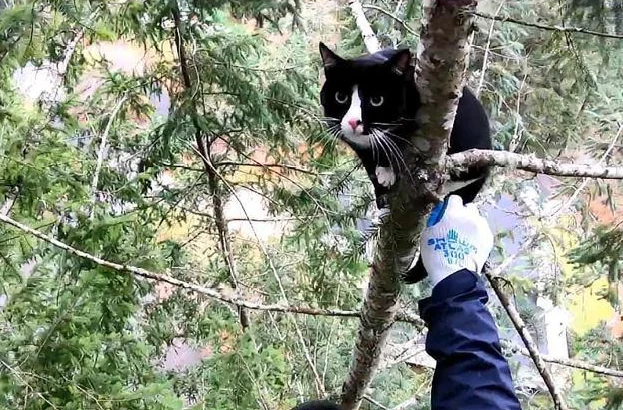 男子爬树救橘猫，结果回头一看还挂着一只猫