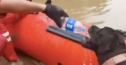 救援队救了一只被洪水困住的狗，为了报恩，它始终不愿离开