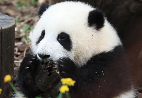 熊猫花花还在幼儿园，它的同龄侄女香果已经上任馆长
