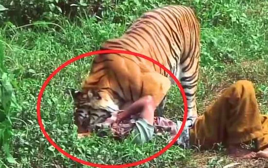 女子放生老虎，5年后人虎在野外偶然相遇，老虎直接咬住她的头
