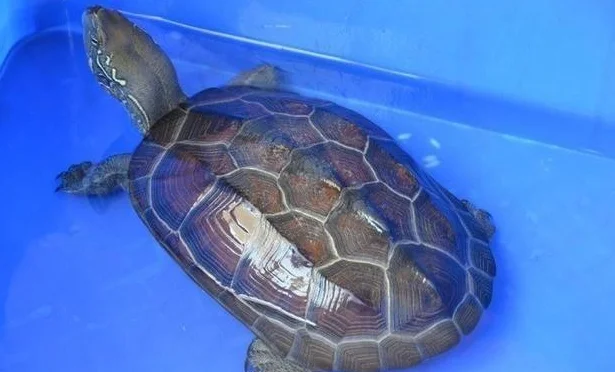 男子养的乌龟失踪了，30年后却在阁楼中发现了它，它居然还活着