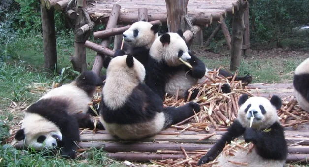 熊猫宝宝表演高难度动作，看它那样子果然是有两下子的 