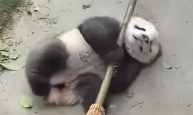熊猫宝宝骑扫把，秒变“魔女”萌翻众人，网友：吃可爱多长大的吧 