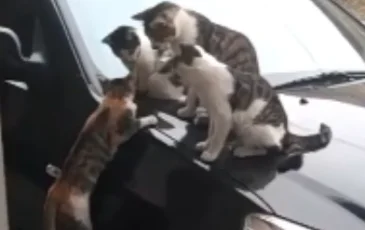 出门看到四只猫在车上，其中一只三色猫挂在半路：能不能拉我一把 