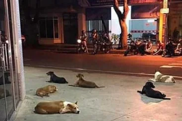 流浪汉街上晕倒被送医，六只流浪狗狗整夜守在医院门口感动无数人 