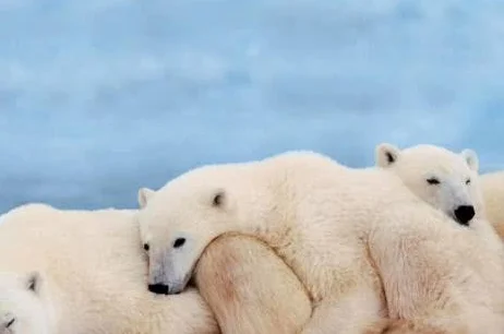 全球变暖，北极熊生存堪忧？禁止投喂同时如何帮助北极熊度过危机