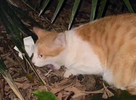 饿到吃香瓜的流浪猫，带回家后被宠物猫嫌弃，它的反应看着心疼
