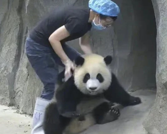 美女“暴力”拉拽大熊猫竟无人敢管，园长：谁管跟谁急！