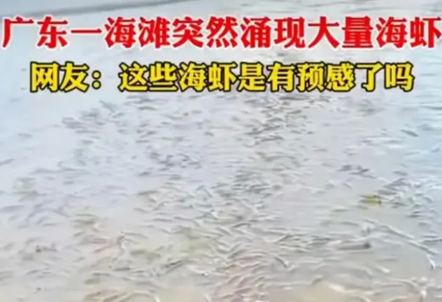 一海滩突然涌现大量海虾，网友：这些海虾是有预感到了吗