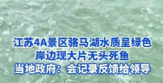 官方回应江苏骆马湖出现大量无头鱼, 网友担心污染有关