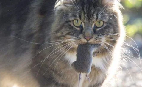 澳洲200万只野猫被判“死刑”，是史上最强的灭猫令