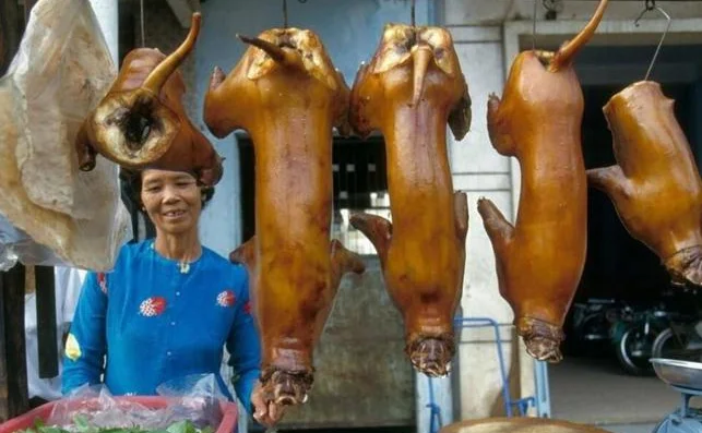 越南每年吃掉400万只，中国吃货为何不爱猫肉？