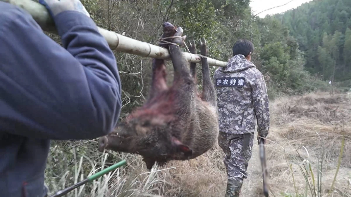 野猪已不是国家保护动物，老百姓捕杀它