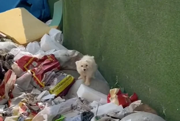 高温下流浪狗在垃圾堆找食物，一根火腿肠的缘分