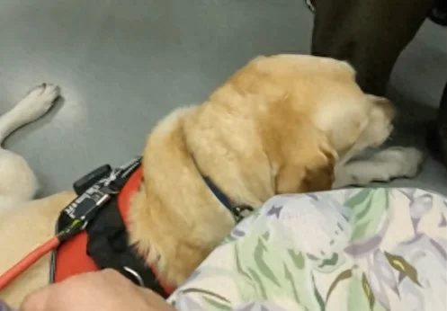 导盲犬坐南京地铁全记录，工作人员接力服务