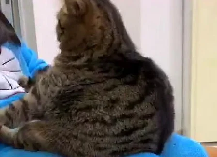 家有一只大胖猫，坐女主腿上玩游戏：拔萝卜，拔到一个胖萝卜