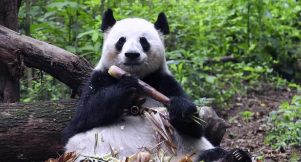 大熊猫花花没有妈妈了 网友：愿天堂满是竹子