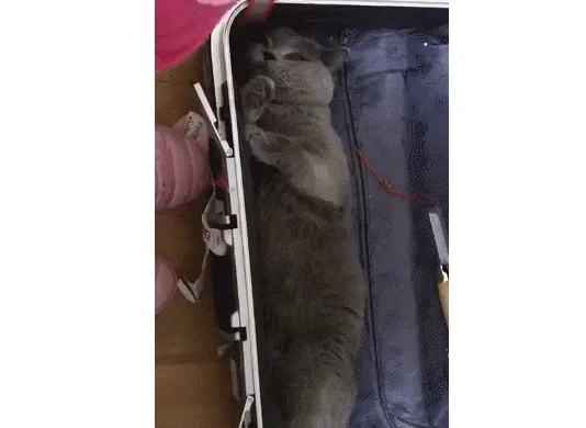 主人收拾行李，猫咪趁机钻进行李箱：我躺进去刚刚好，带上人家吧 