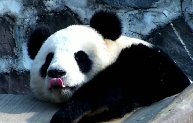 大熊猫暖暖曾被马来西亚退回，如今在四川老家生活美滋滋的！ 