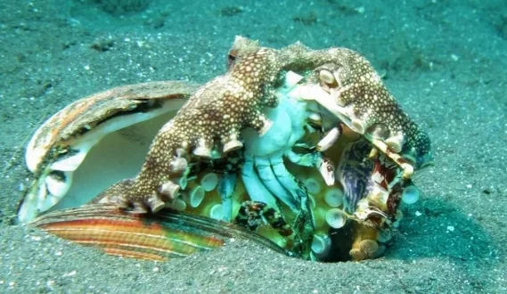 章鱼：比吃螃蟹，我连人类都不放在眼里！