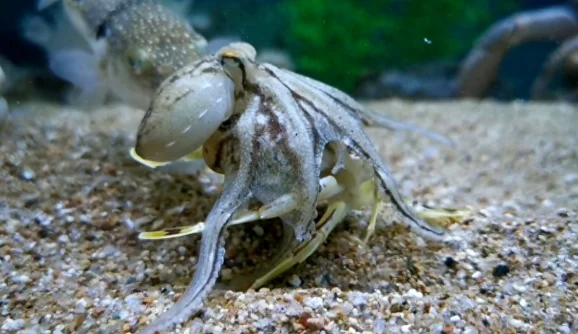 章鱼：比吃螃蟹，我连人类都不放在眼里！