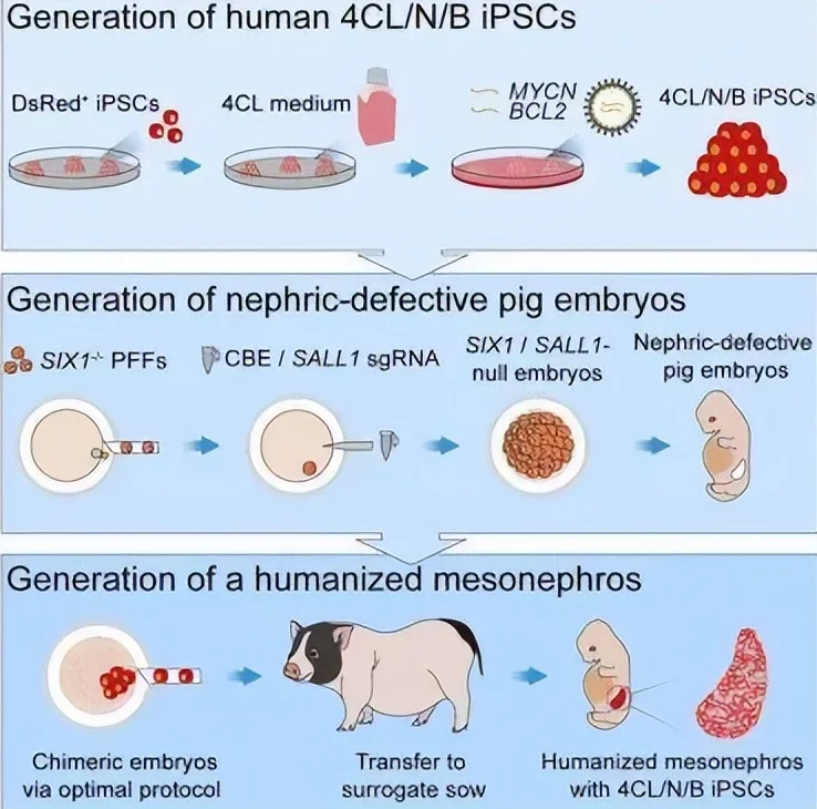 重大突破！中国团队首次在猪体内培育出人源中期肾脏