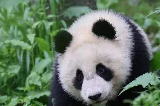 为了讨好饲养员，大熊猫努力学会四川话，团子：为了生活！ 