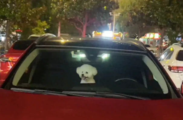 网友和汽车里的狗打招呼，没想到被它翻白眼嫌弃了：你什么身份？