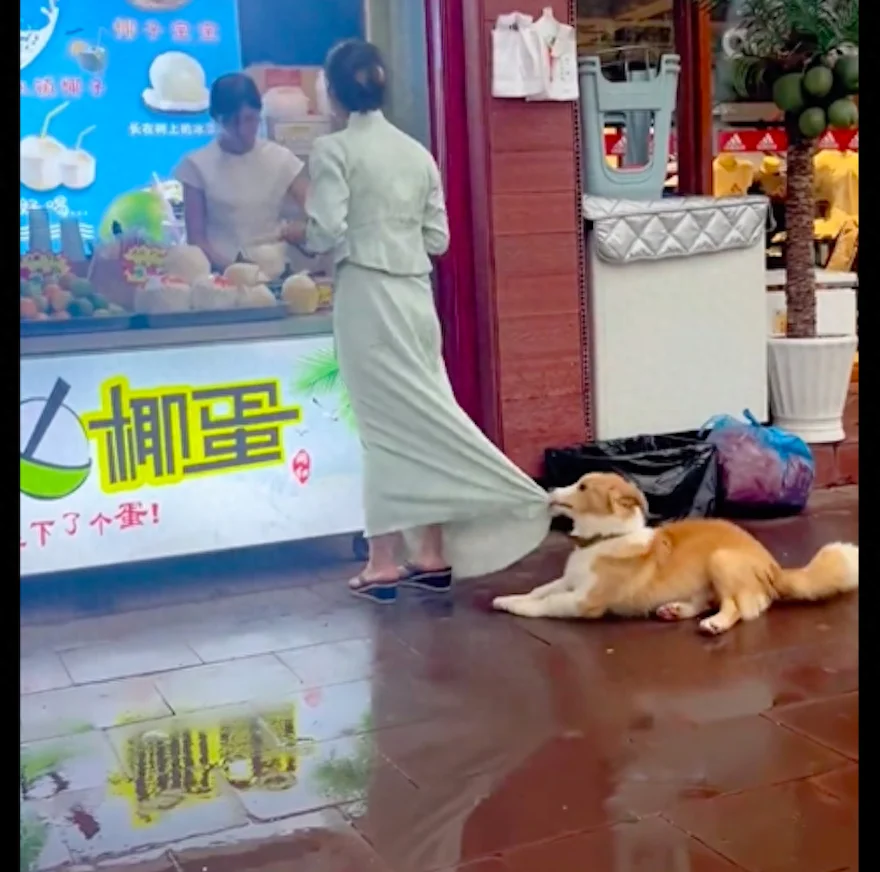 女士买椰子蛋时，狗狗咬着她的裙子催她走
