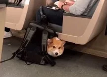地铁规定，狗子放包里就可以带上地铁。于是，笑死人的画面出现了……