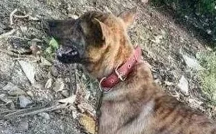 中国最为凶猛的犬种，藏獒在它面前不够看，曾是中国第一犬