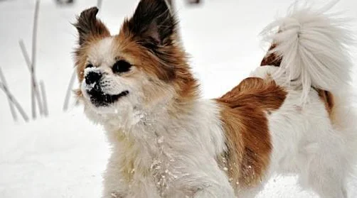 狗狗被绑在雪地里，获救后呜呜哭泣：吓死我了！ 