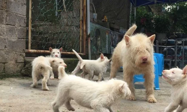 这4种猛犬，被称为“野猪的克星”，其中一种来自中国
