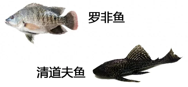 深圳暴雨过后，街头满是各种鱼，市民捕捞为何专家却劝告不能吃？
