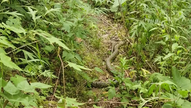 “把15条蛇藏在身上”，深圳一女子携外来物种入境！